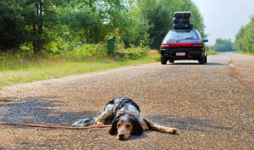 Hund Urlaub verlassenjpg