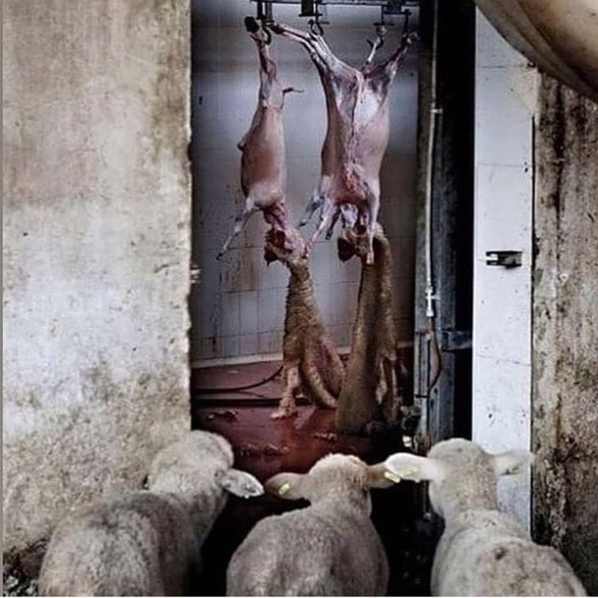 Lämmer im Schlachthof jpg