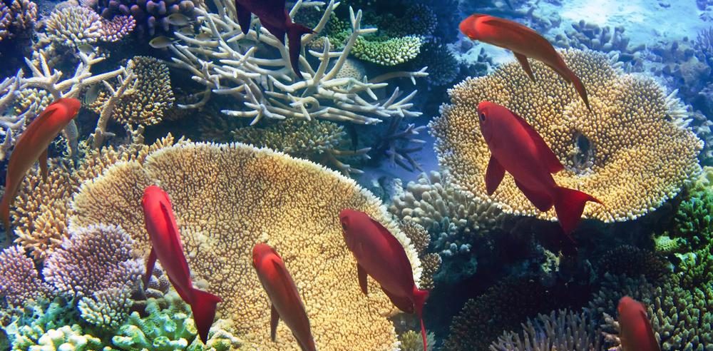 Mauritius-Unterwasserwelt-jpg