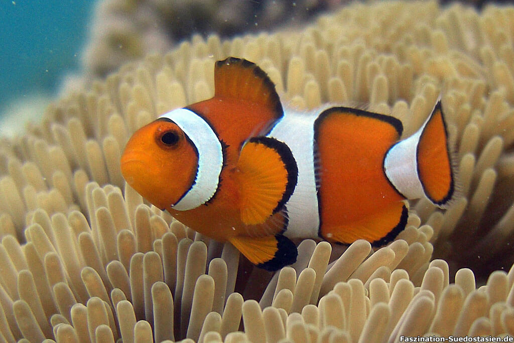 Palawan el-nido-nemo-4