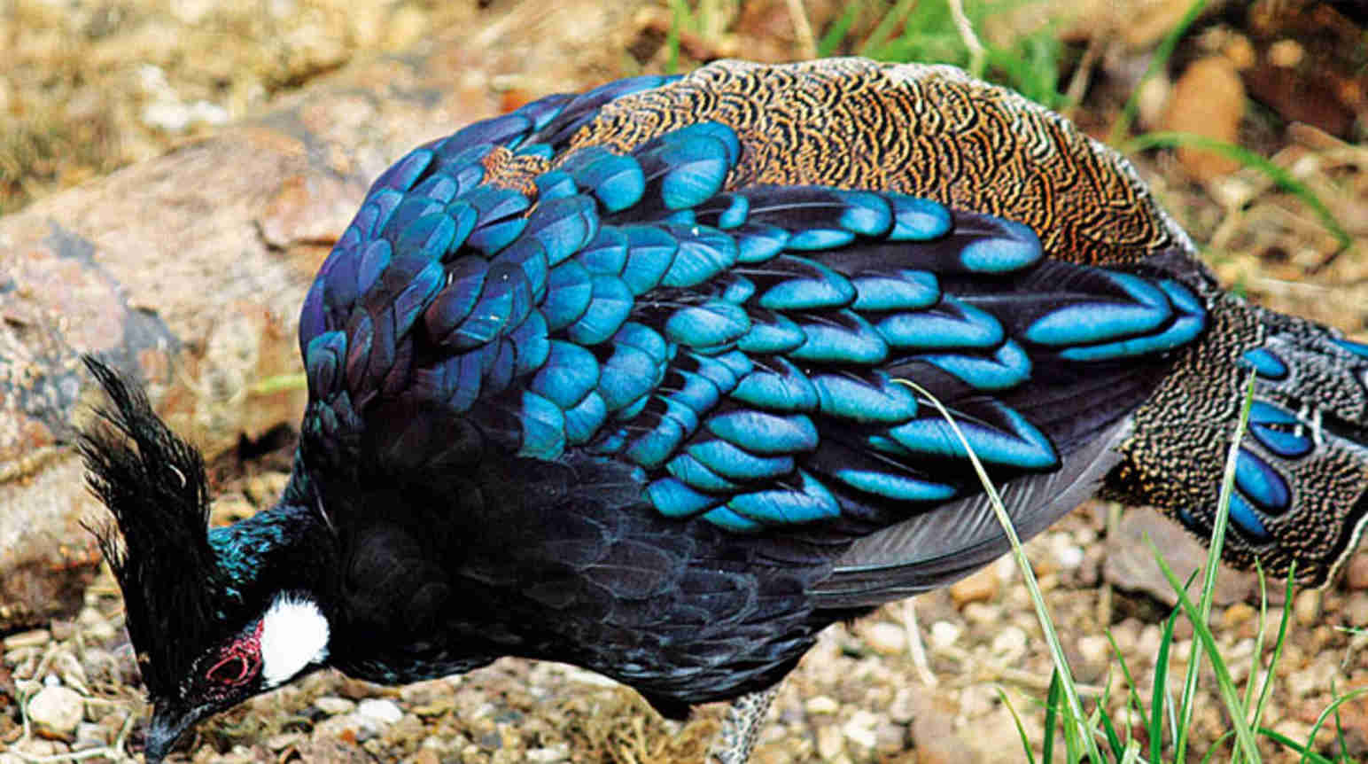 palawan-pfaufasan-flickr-feggy-art