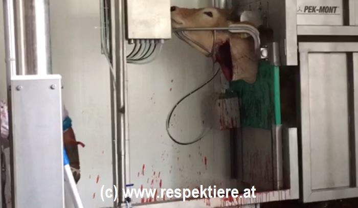 schächten österreich 3 g