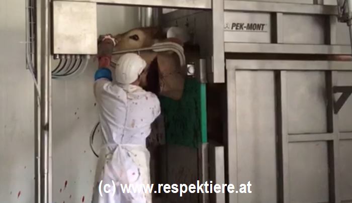 schächten Österreich 5 pg