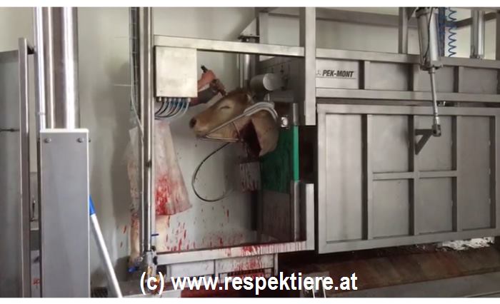 schächten Österreich 6pg