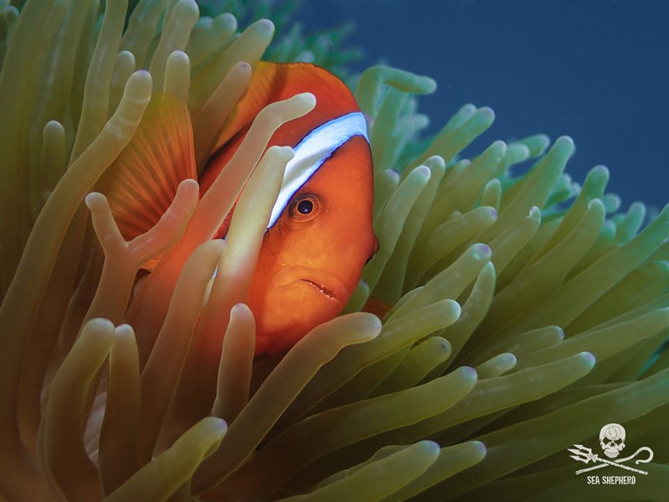 shea shepard corallen jpg