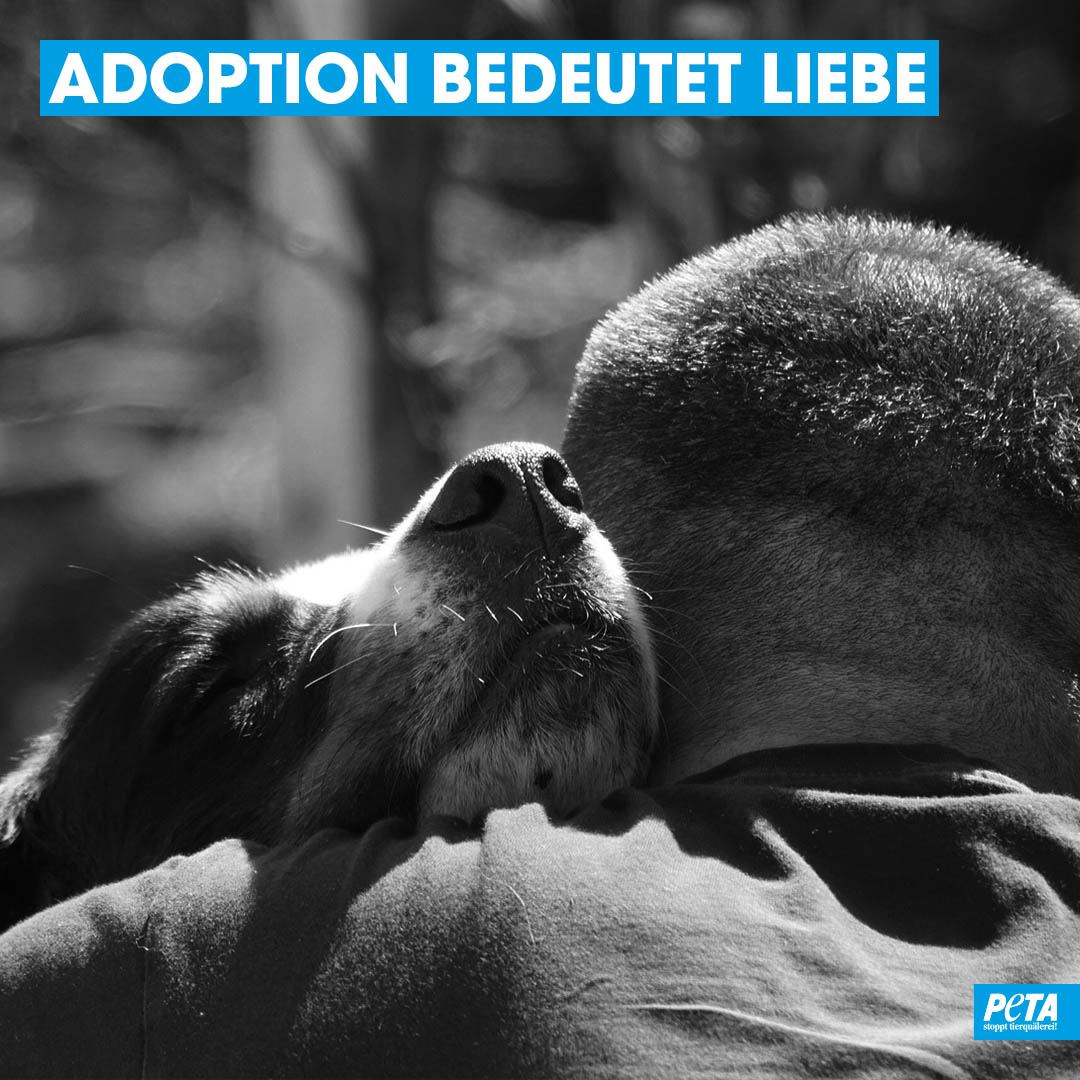 Slogan über adoption