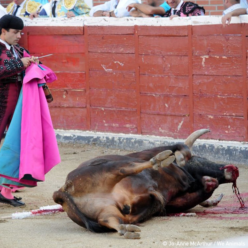 Stier mit Matador jpg