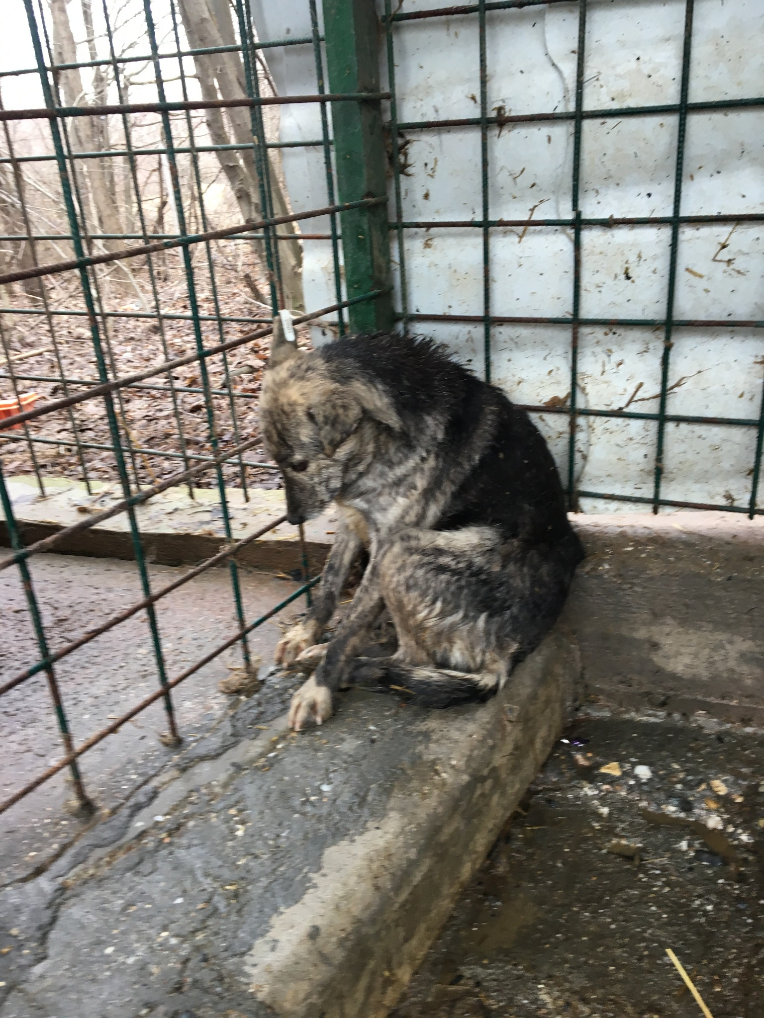 streune in shelterspng