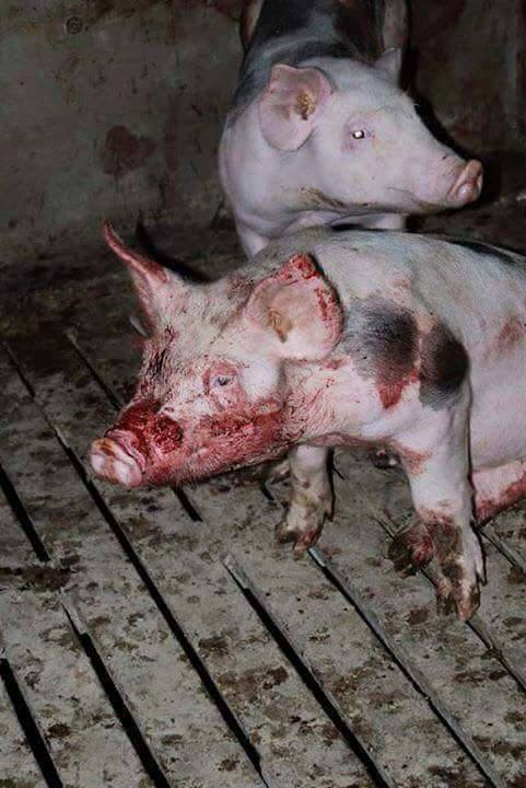 Verletzte Schweine_n