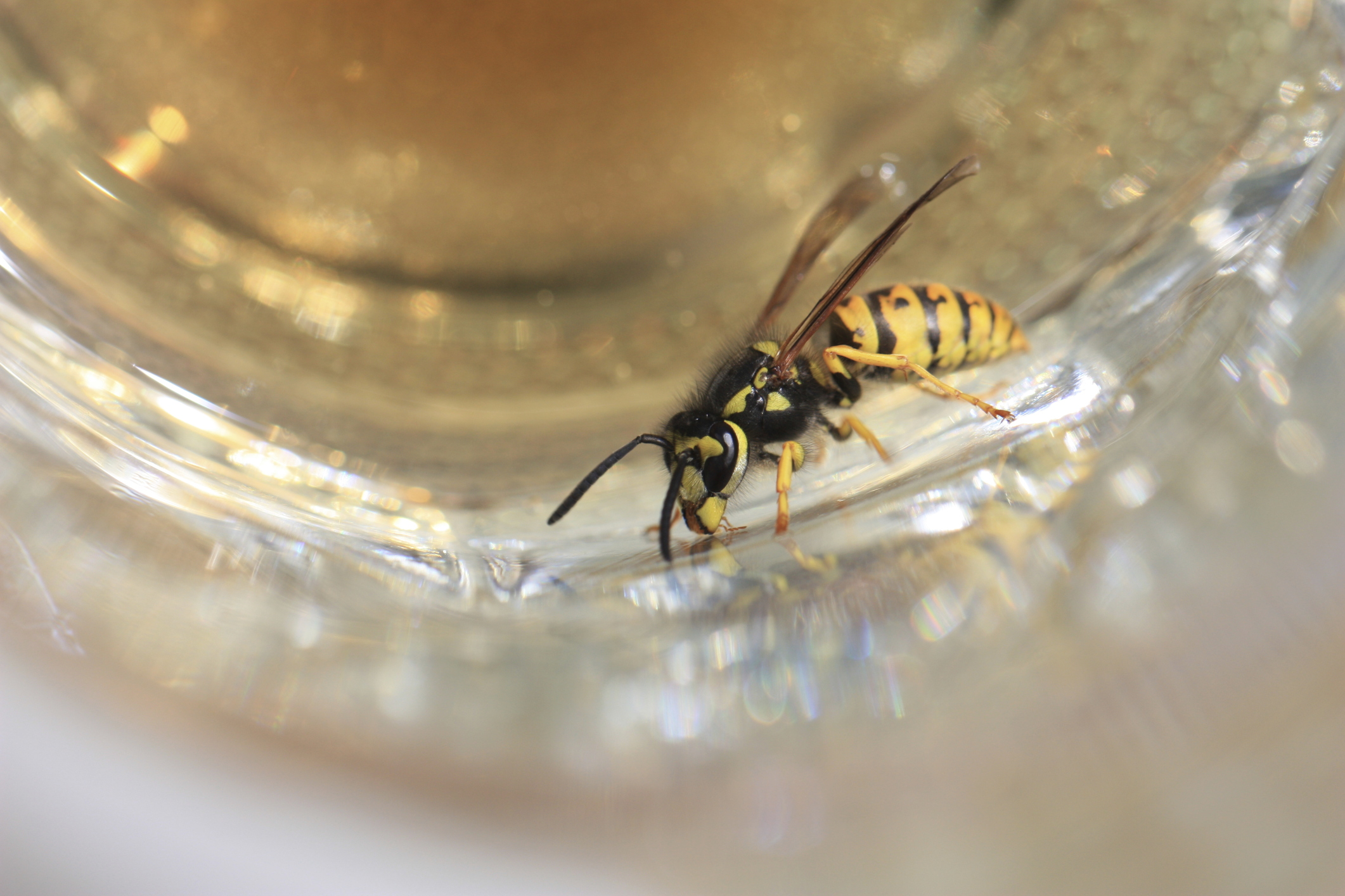 Wespen-fernhalten-pg