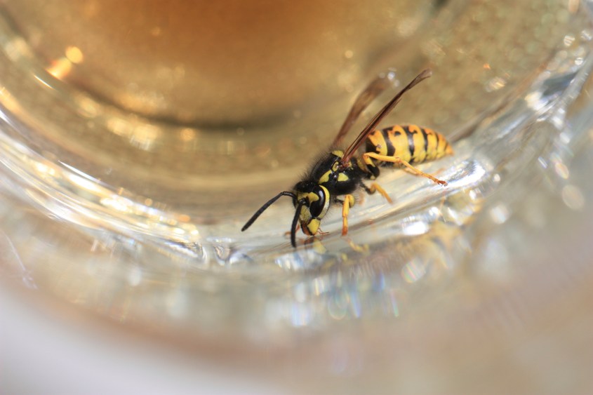 Wespen-fernhalten-pg